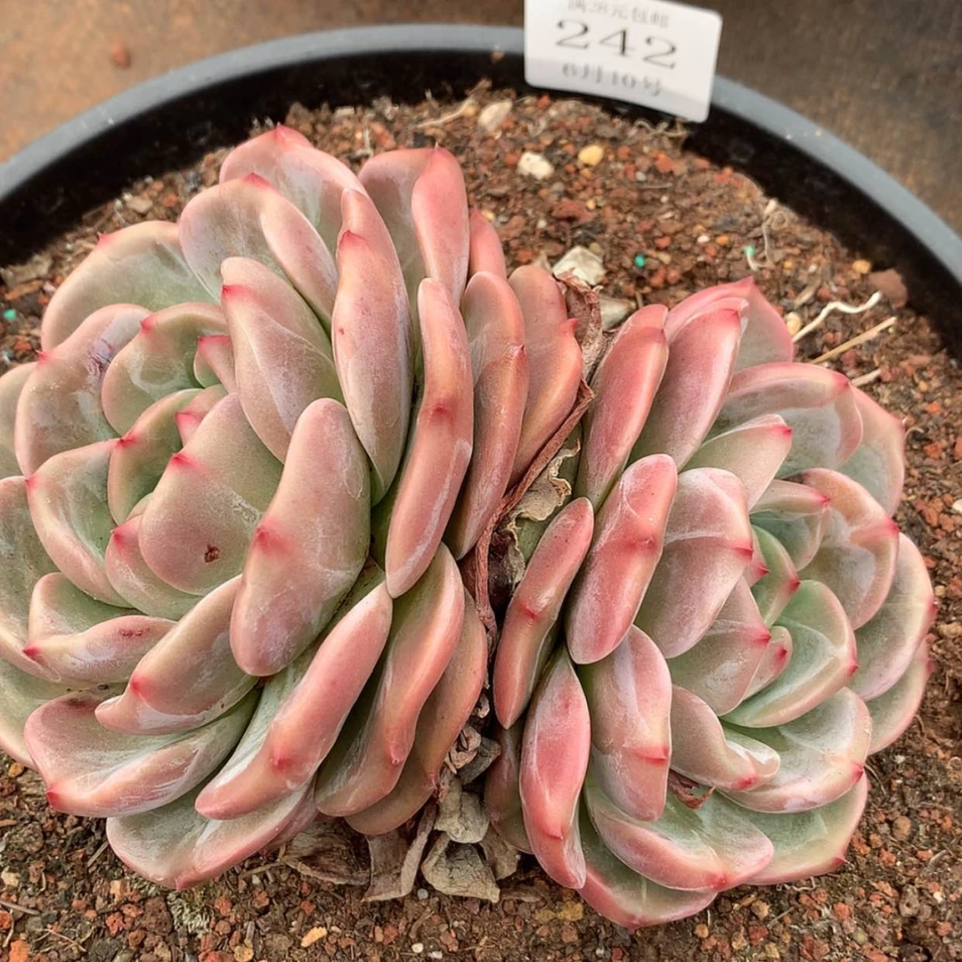 【闪购商品】云242号