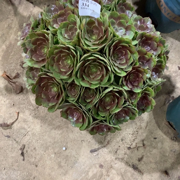 334万圣节多肉植物特价