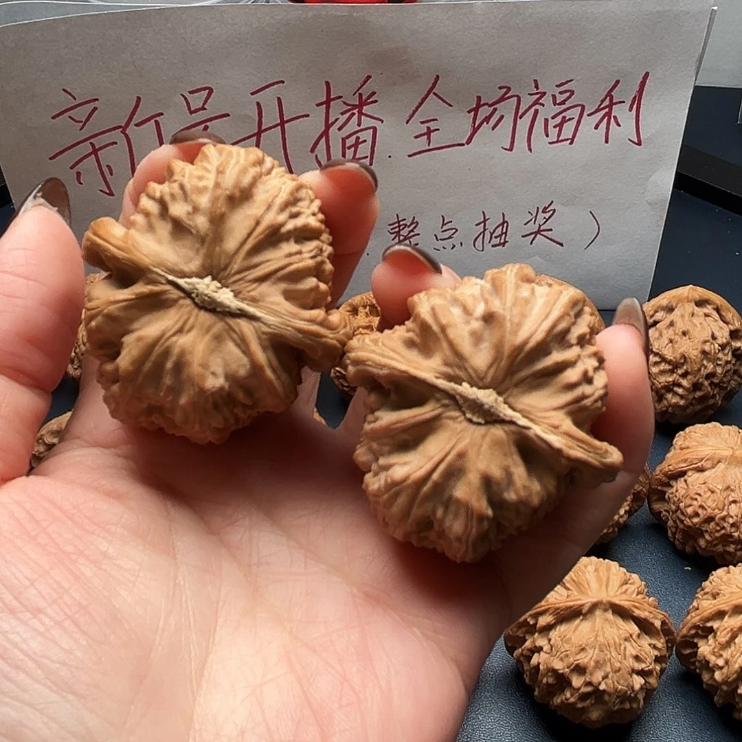 大***海核桃42尺寸白狮子