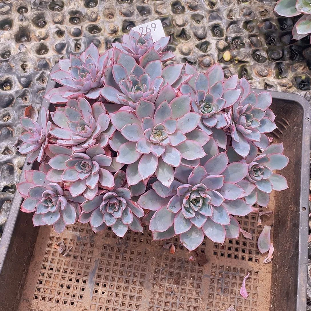269。 赫拉。