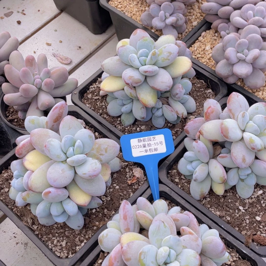 0226-15-雪美人老桩大群手捧一颗