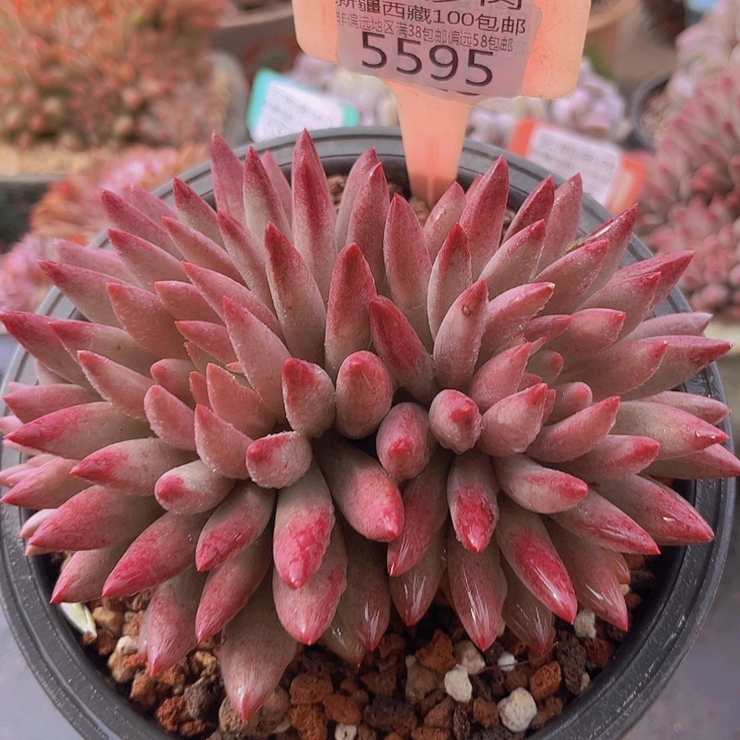 5595虞美人多肉植物