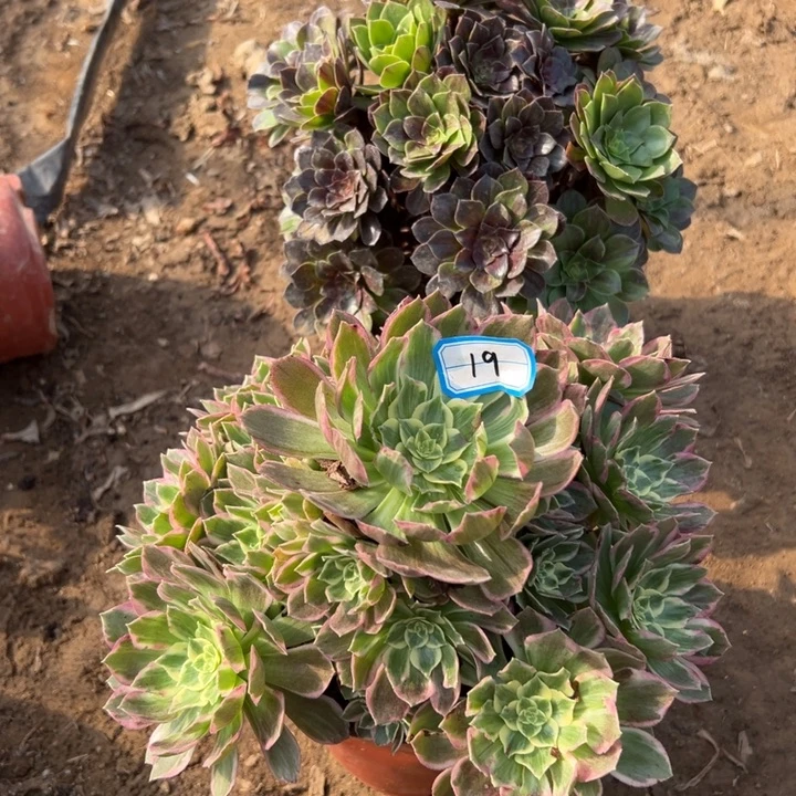 多肉植物两个法师19