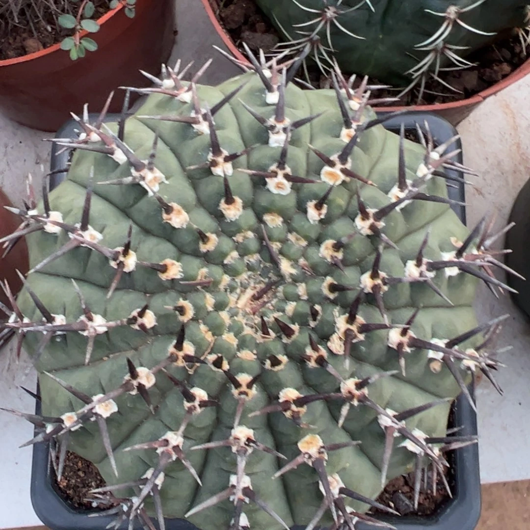 黑刺凤头随机一颗。