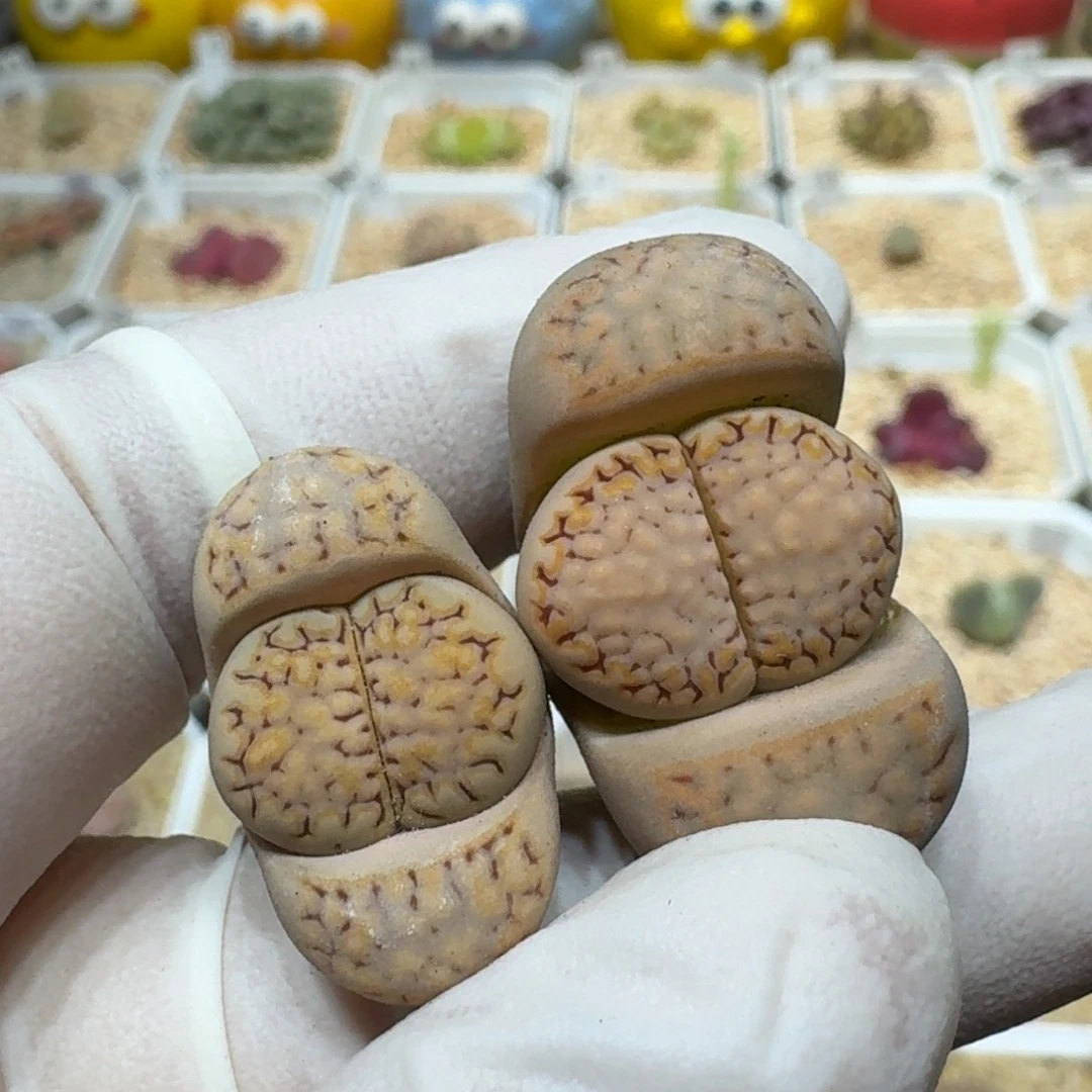 沅*团0215-11饼干1621.5