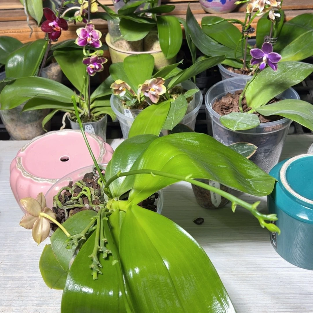 淡***痕大部分花苞少量开放斑马876