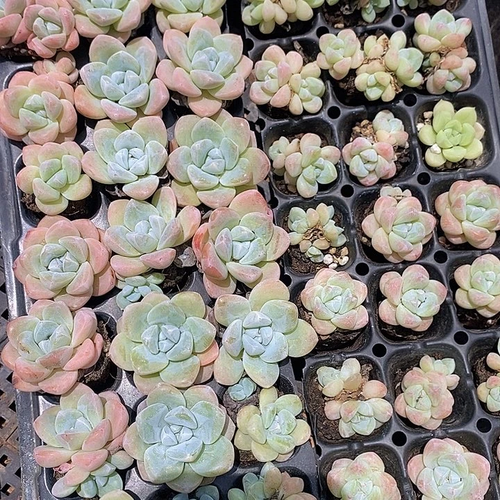 14 微瑕疵不售后多肉植物盆栽花卉