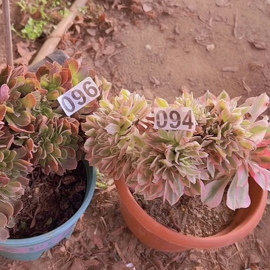 牛***多肉植物两个法师