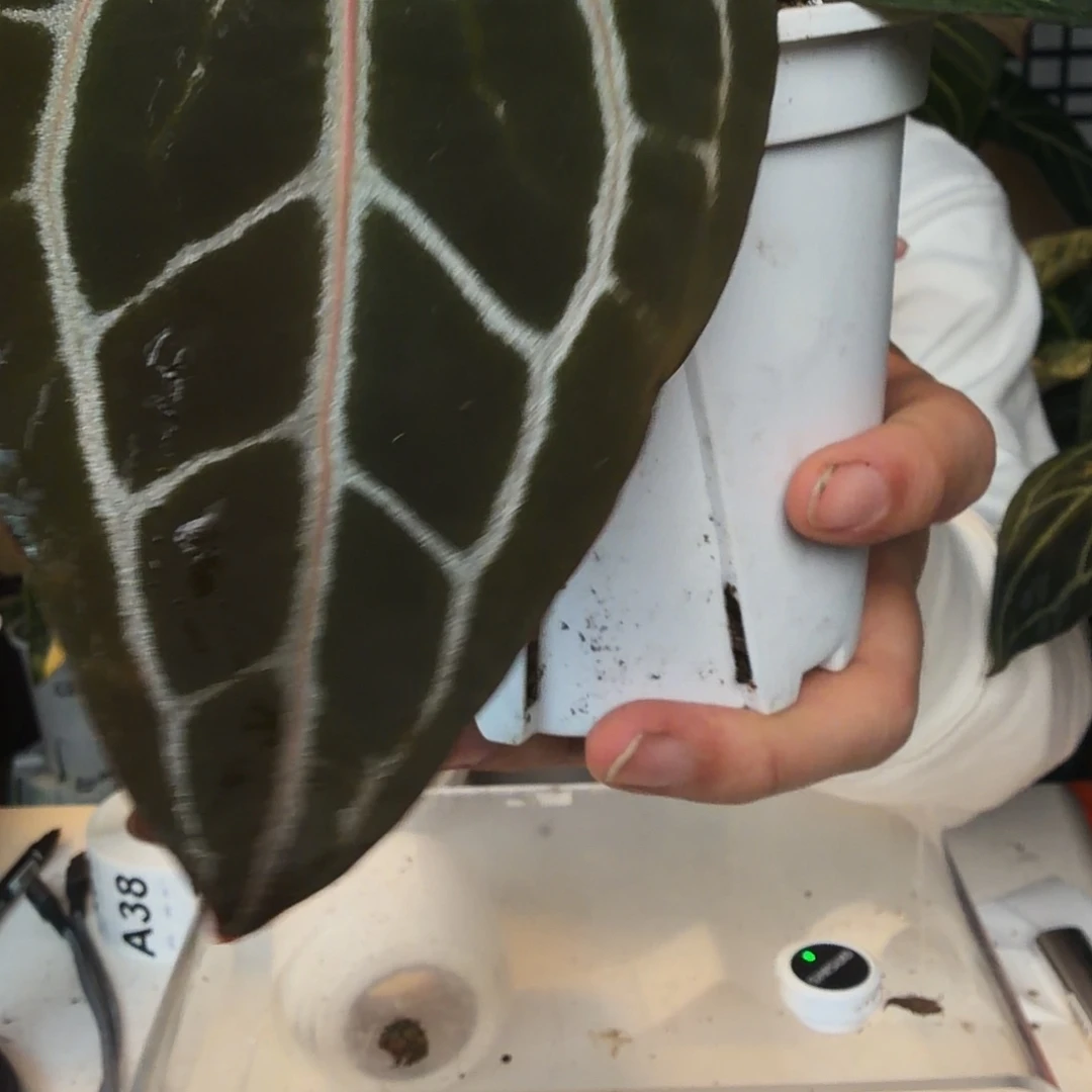 完全开放A35 米歇尔