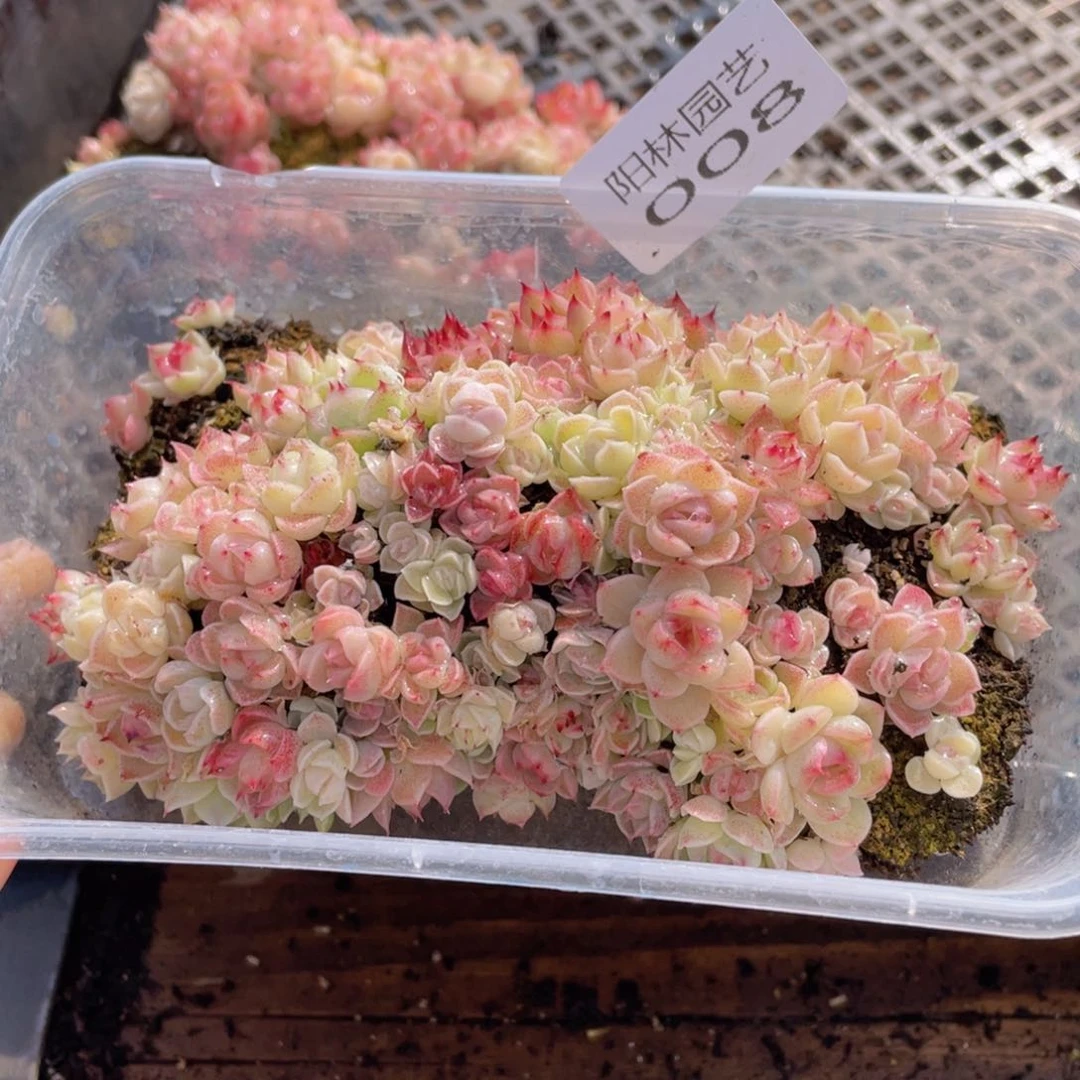 多肉植物多肉植物8