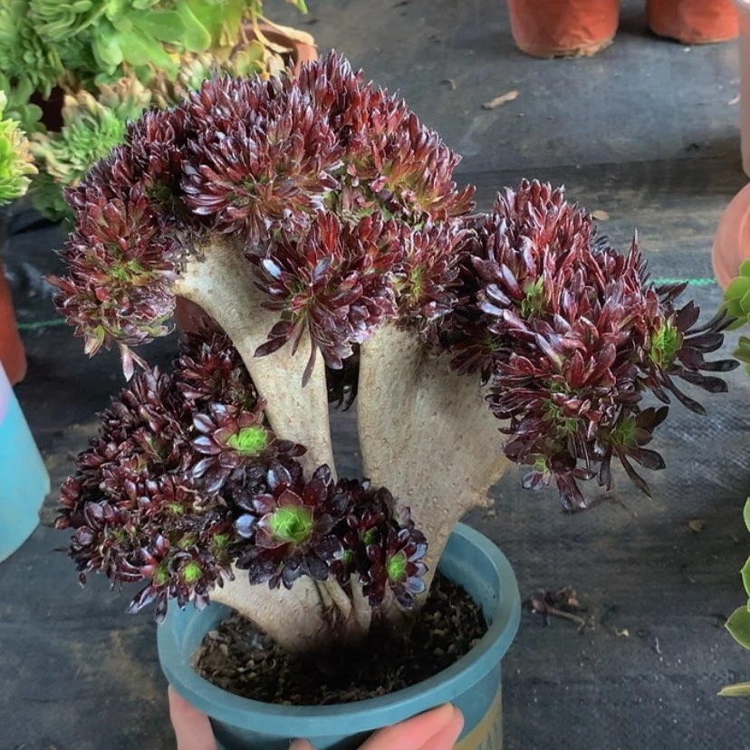 【闪购商品】黑法师06