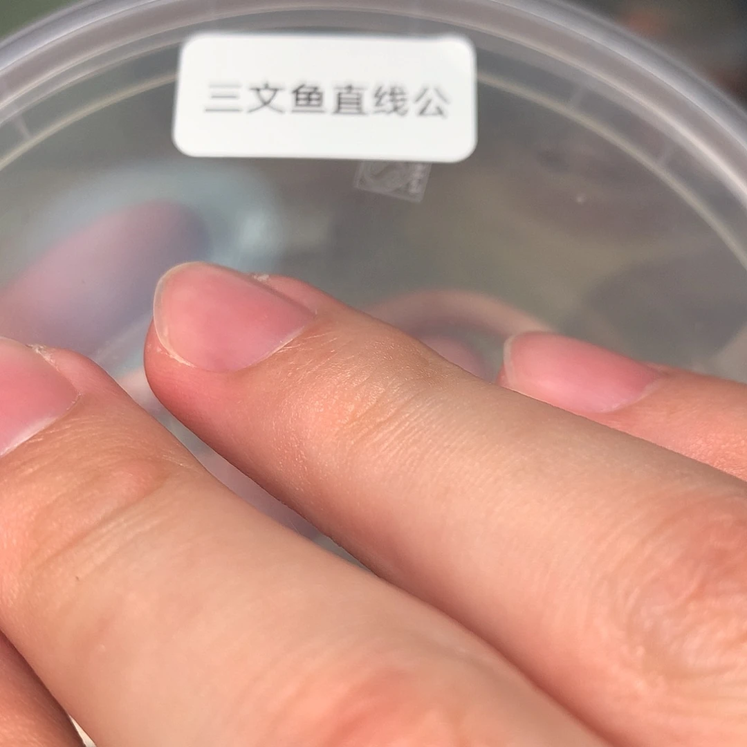 豹纹守宫三文鱼直线公