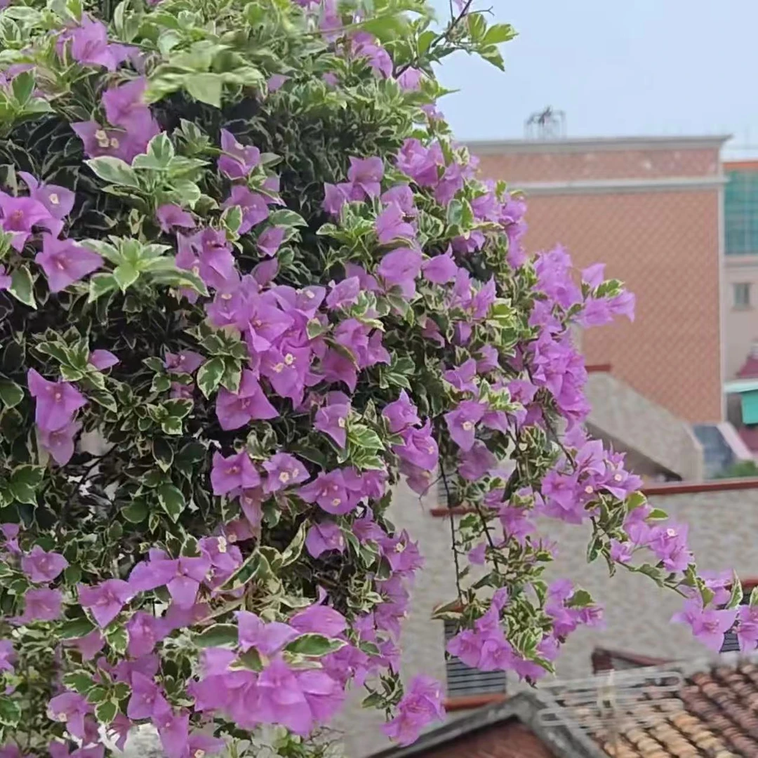 【银边浅紫】小苗袋苗勤花好养四季开花福利款