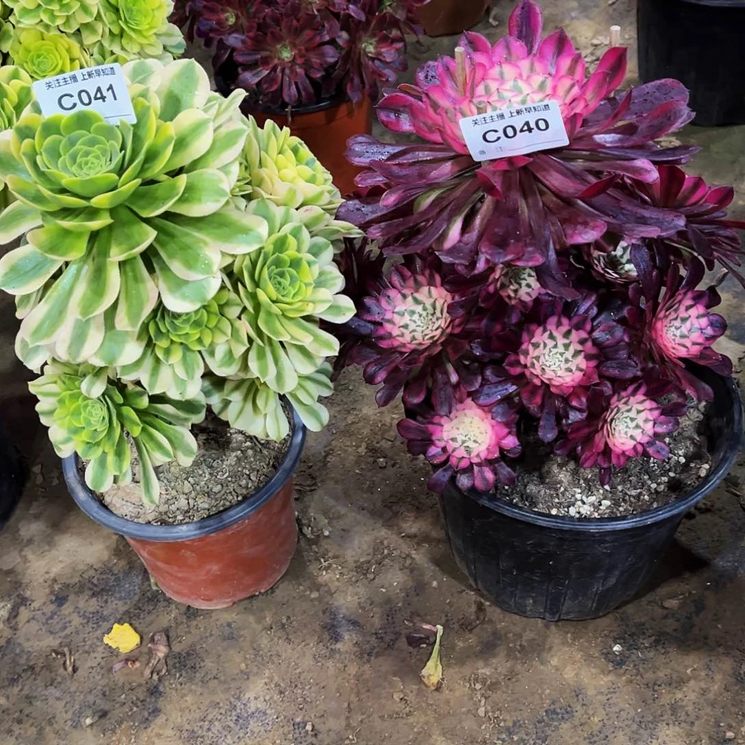 禹****苑多肉植物040.041迈巴赫，红铜白