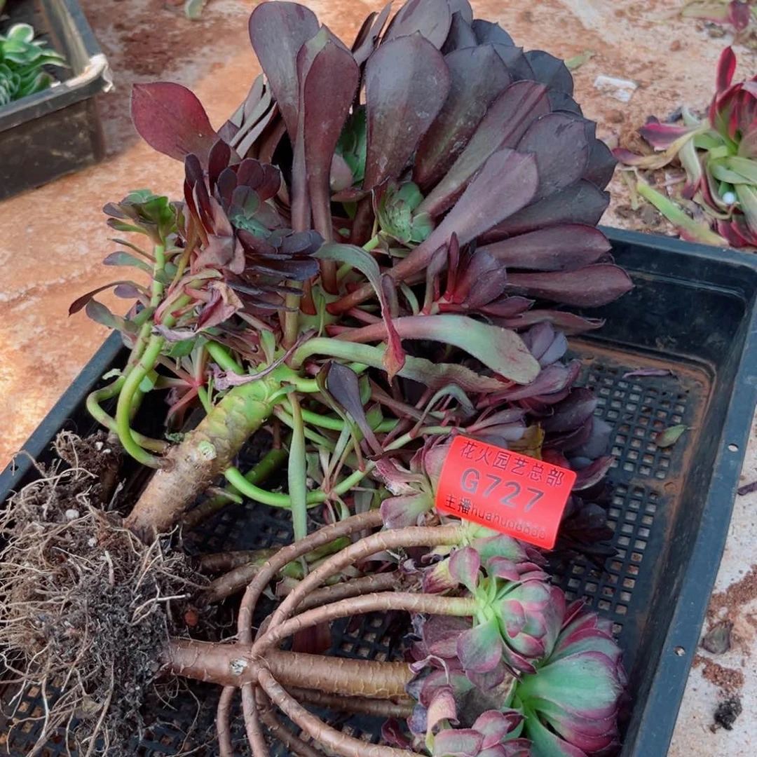 组合727多肉植物