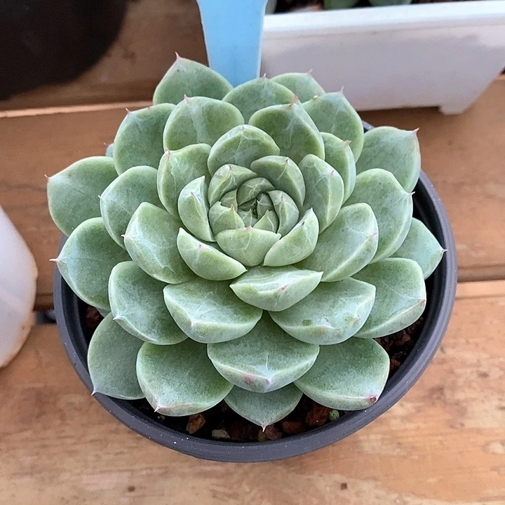 x103-直播福利 美人系带暗纹带锦