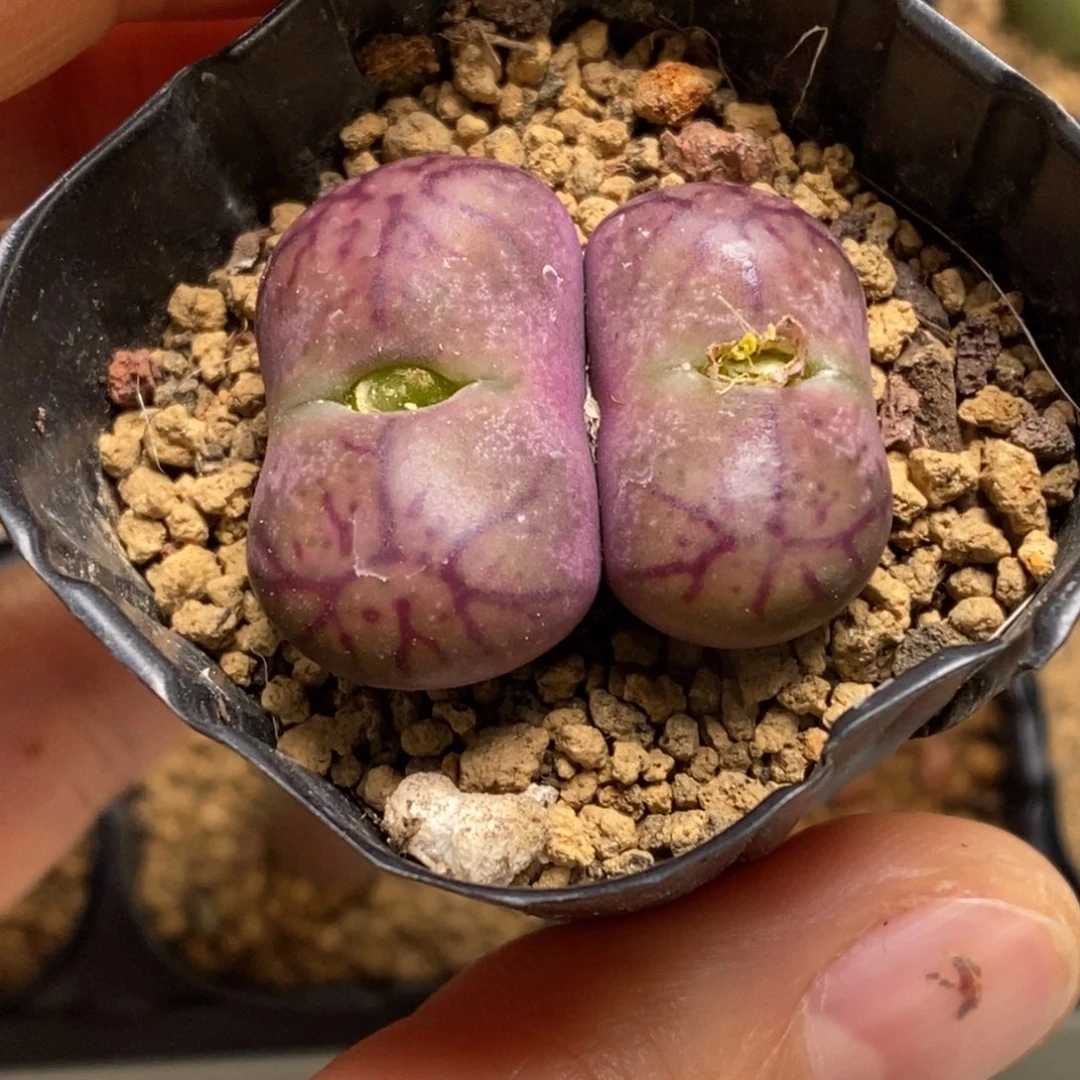 多肉植物肉锥杂交K-428