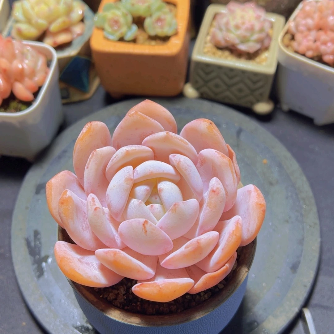 心**飞奶盖,多肉植物
