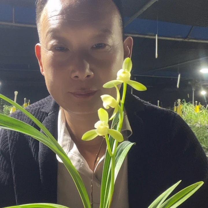 当前无花栽培后可以开花大唐宫粉