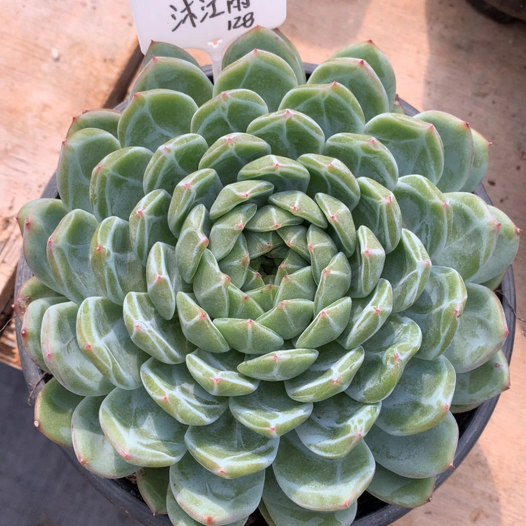 沐江雨雪花专拍。1