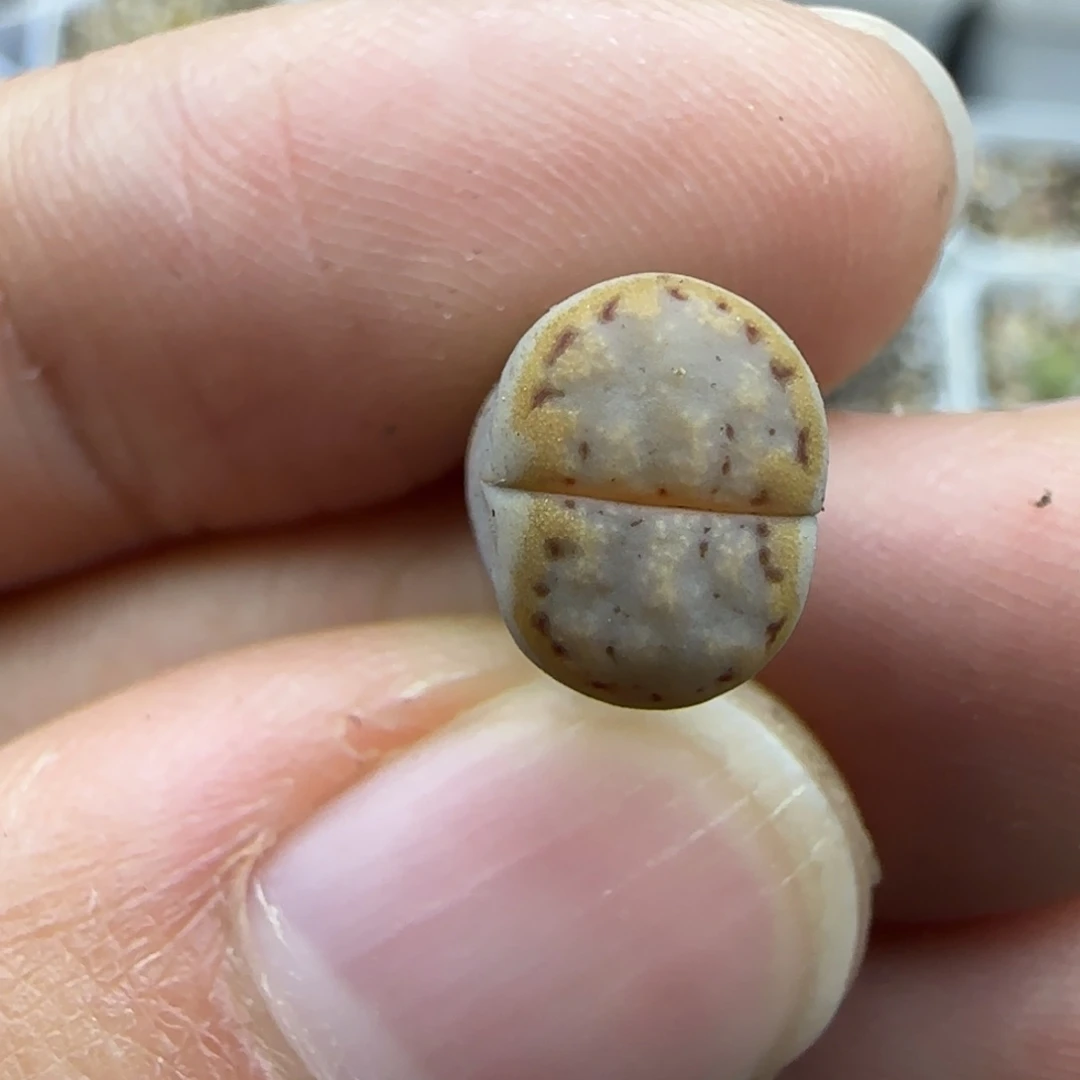 913 粗金边饼干清框福利30包邮