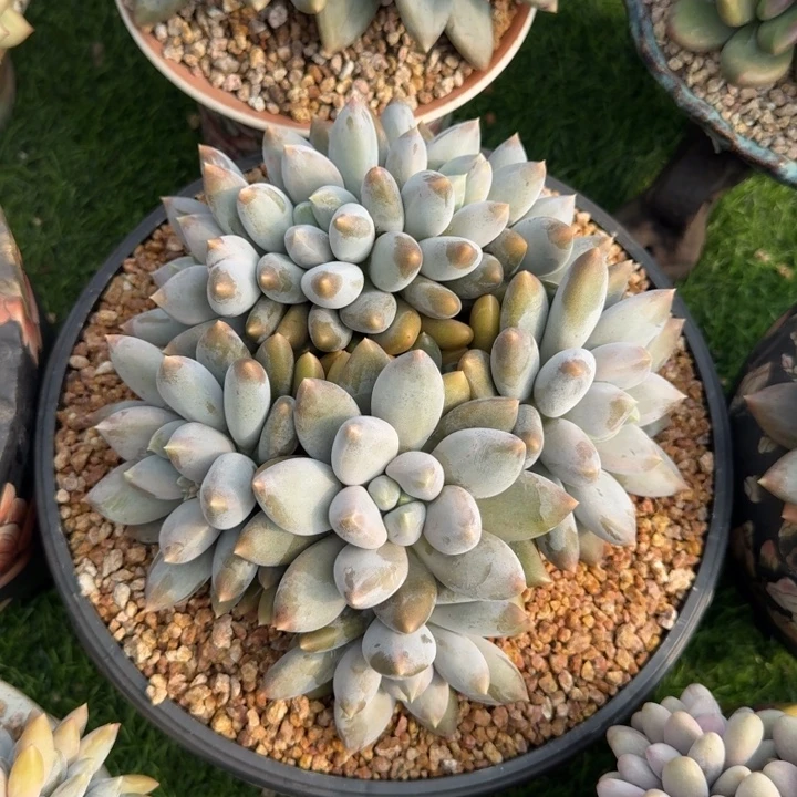 用***1多肉植物哥特萝莉