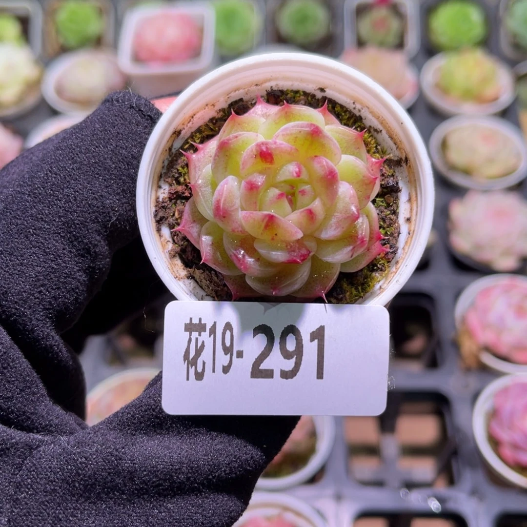 花利美19-291新品