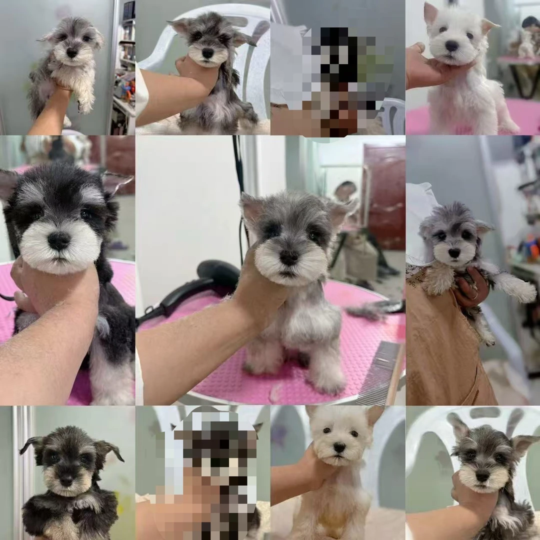 纯种小体雪纳瑞特价款