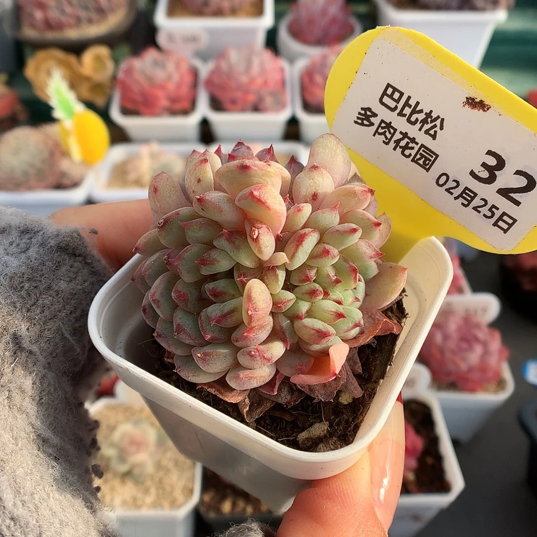 32白胖子石化缀化多肉