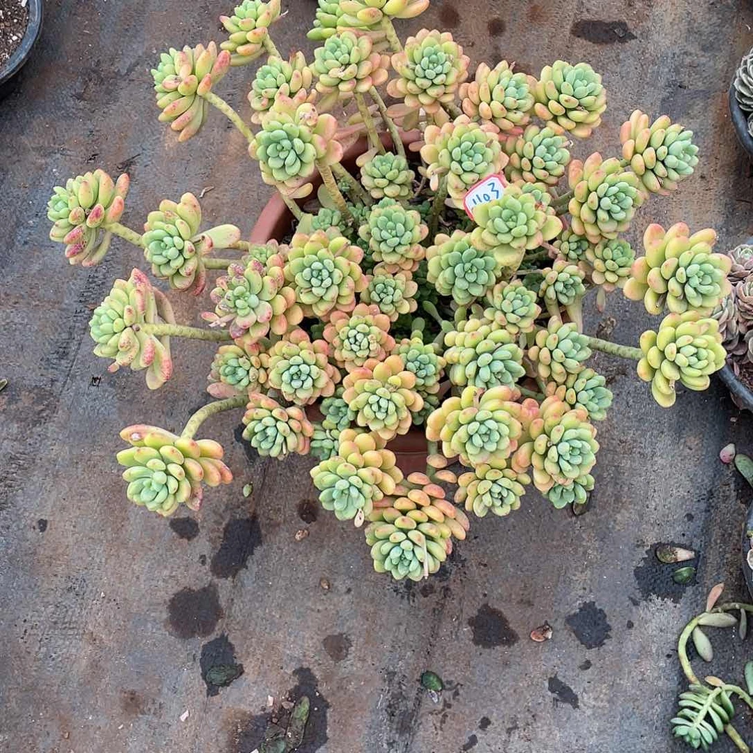 江****司香格里拉1103 晓晓一物一拍