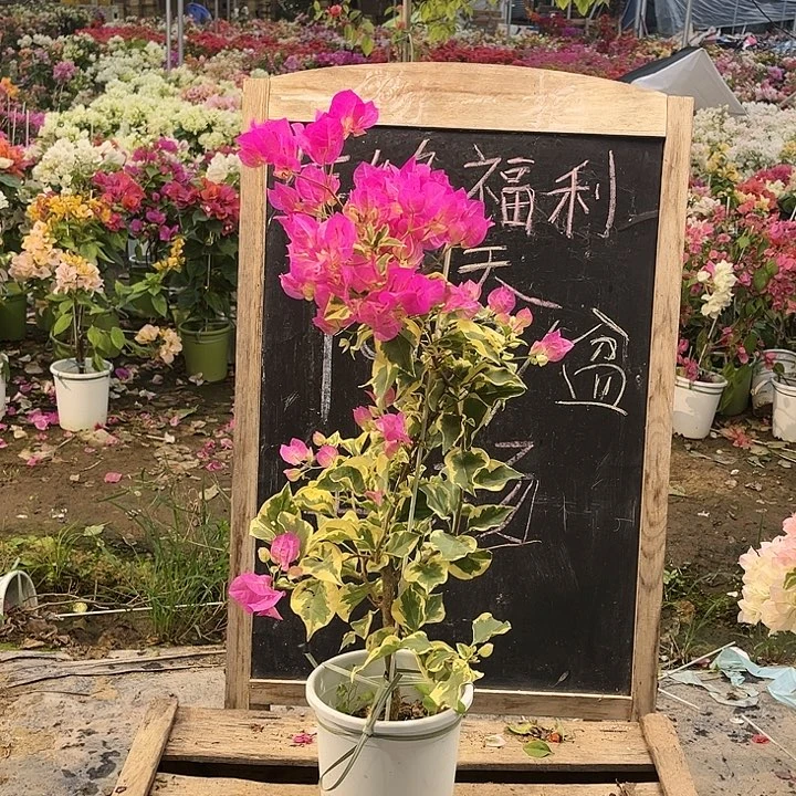 完全开放三角梅金边宫粉