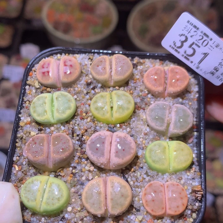 精品生石花220.351