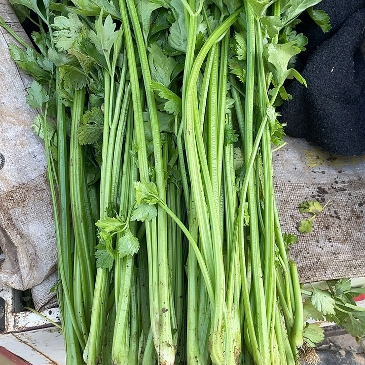 中国大陆农家香芹菜三斤实梗的