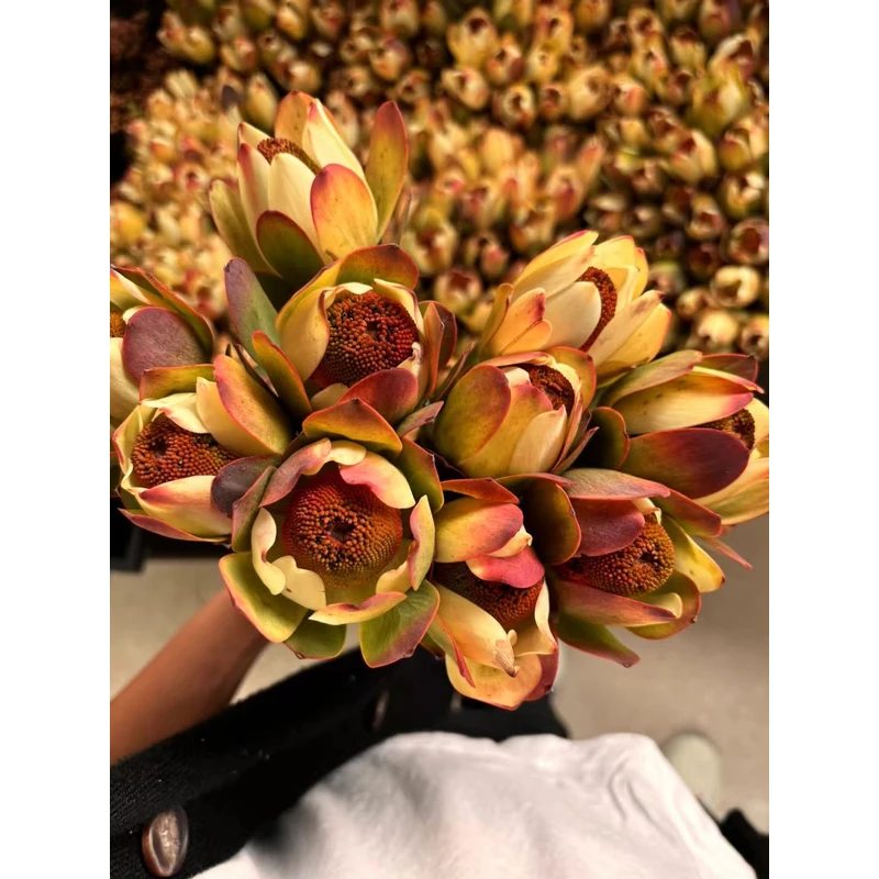 【AAA级鲜花 · 顺丰冷链】泡泡木百合·新品南非系列花材做干花(需