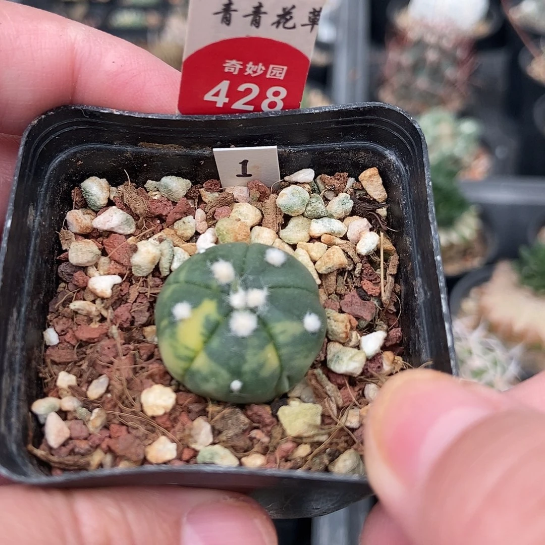 实生五棱兜锦2.3cm一棵仙人球