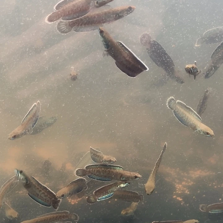 雷龙9号缸奶茶111111