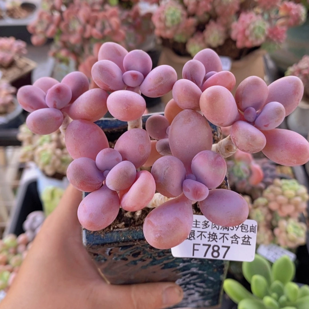 糖果桃蛋老桩11cm787多肉植物