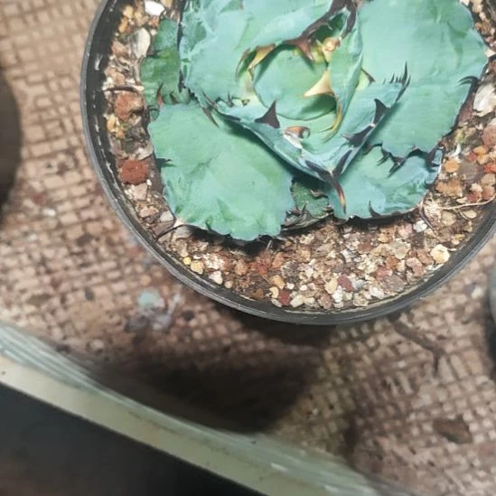 ？***明蓝鲸鱼舌大精品龙舌兰精品