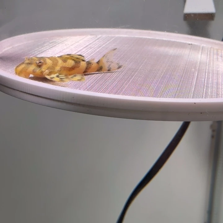 清道夫鱼6号皇室帝王