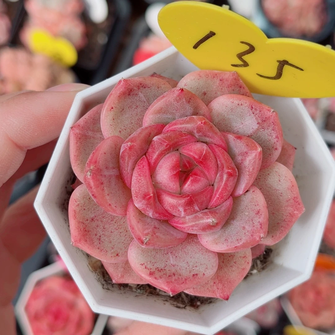 135号小老桩珍妮单头