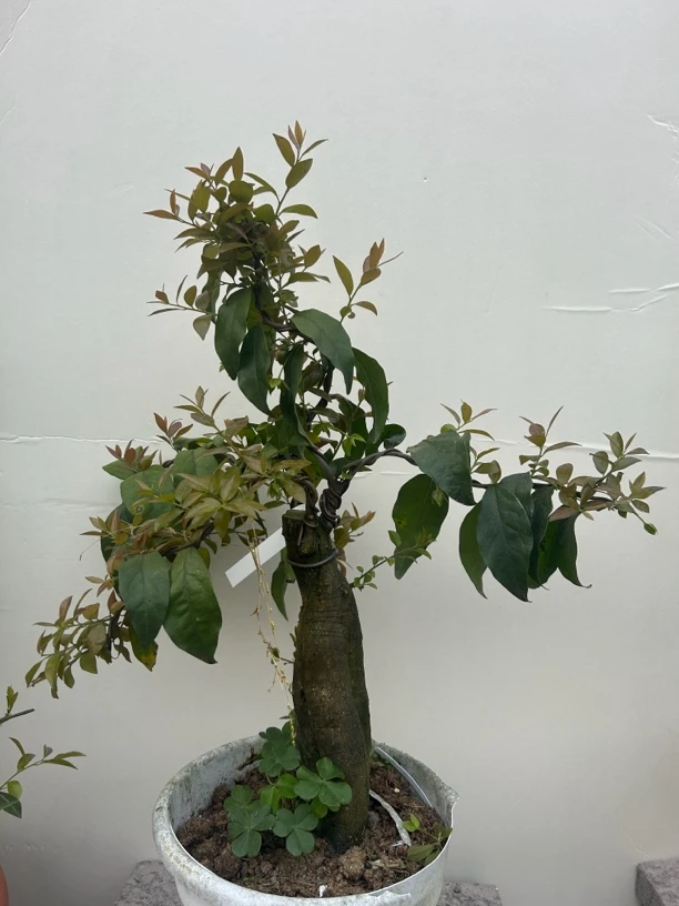 盆景金蛋子，一物一拍