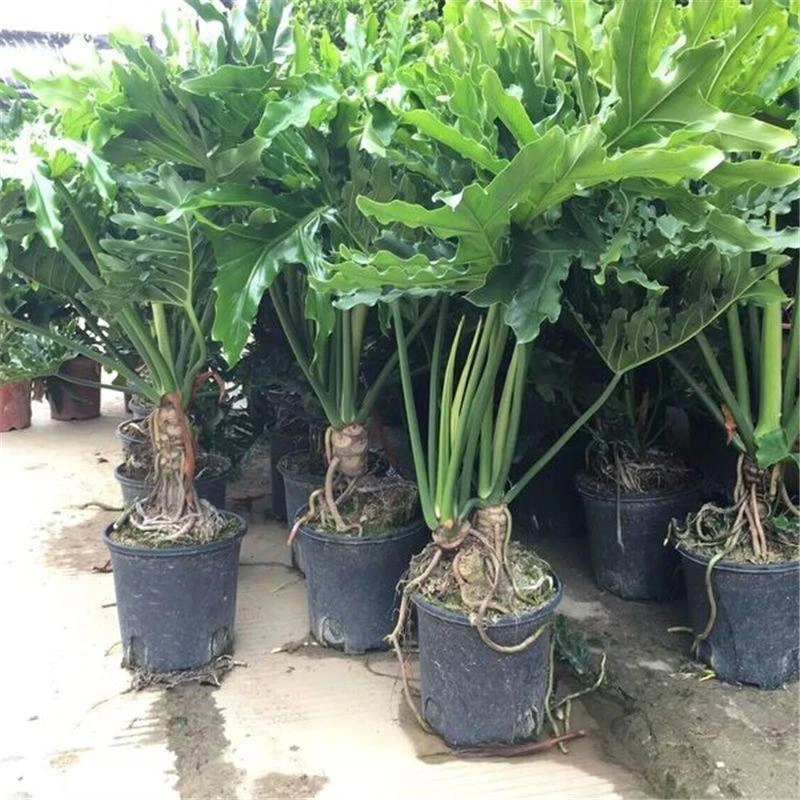 春羽龙鳞杆老桩小天使蔓绿绒春雨水培绿植吸甲醛室内包邮容易养美