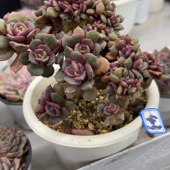 牛***哥一物一拍大红袍多肉43