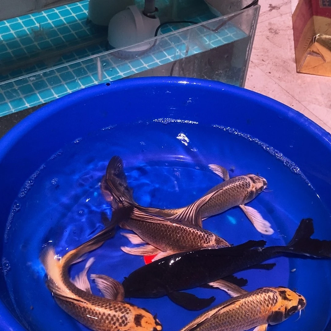 蝴蝶鲤鱼5条蝴蝶鲤鱼熊猫