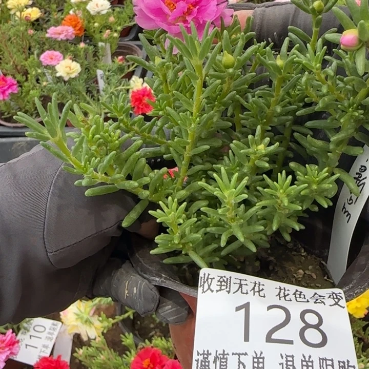 无花朵126超小苗盆口10cm