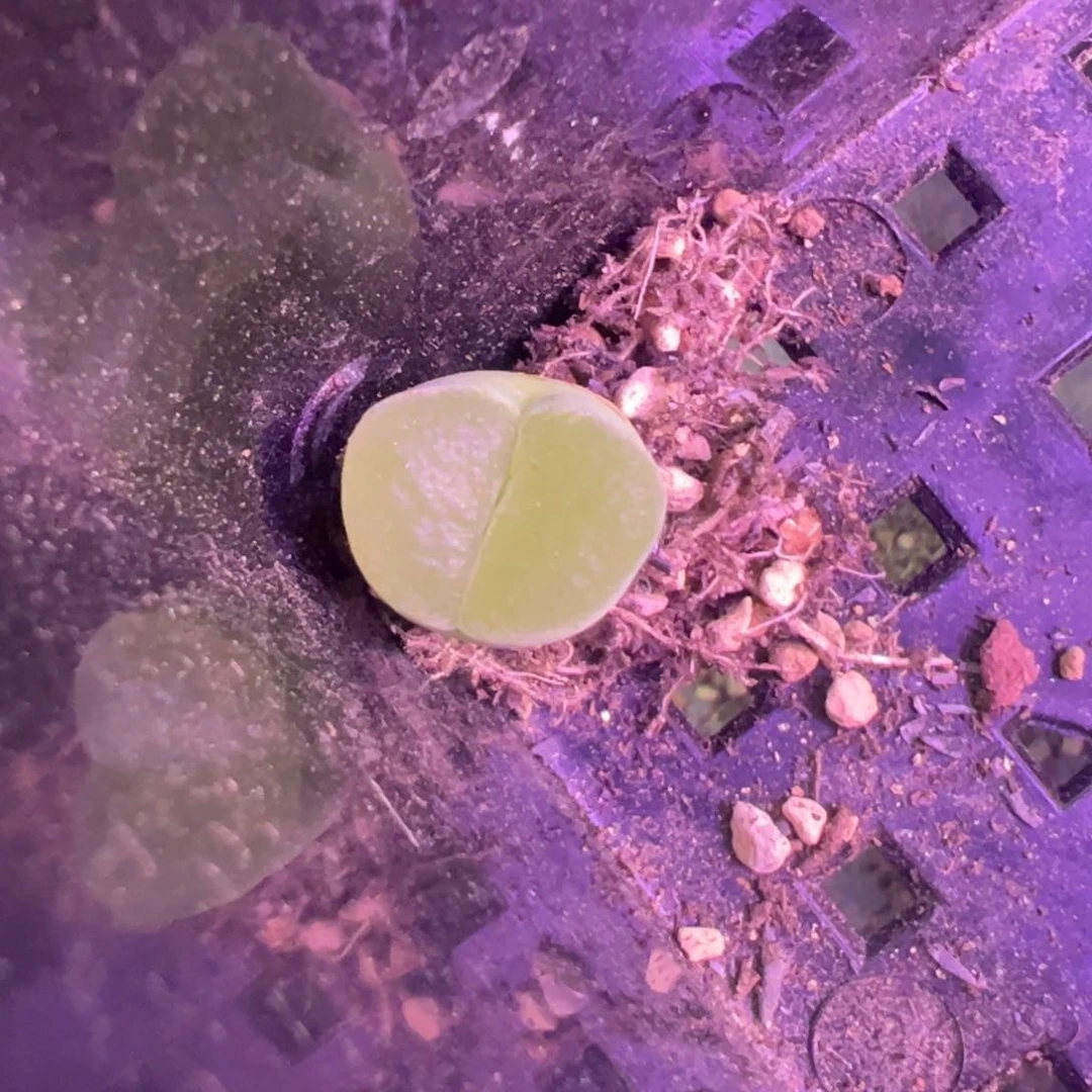 灯**时专拍专拍 肉锥植物