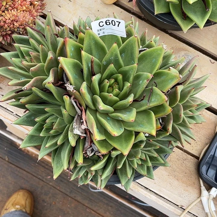 若茹东云单拍C607