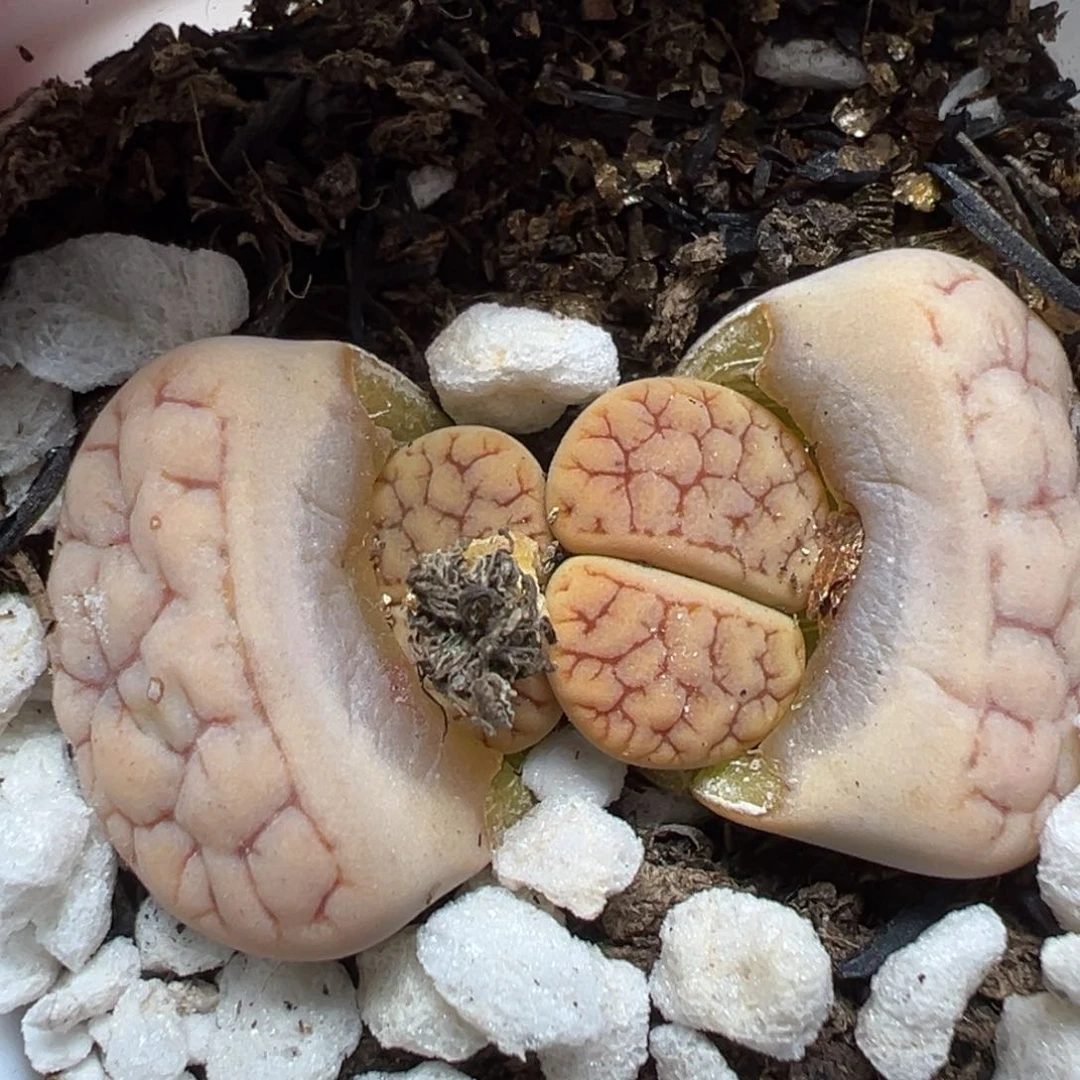 【闪购商品】870……