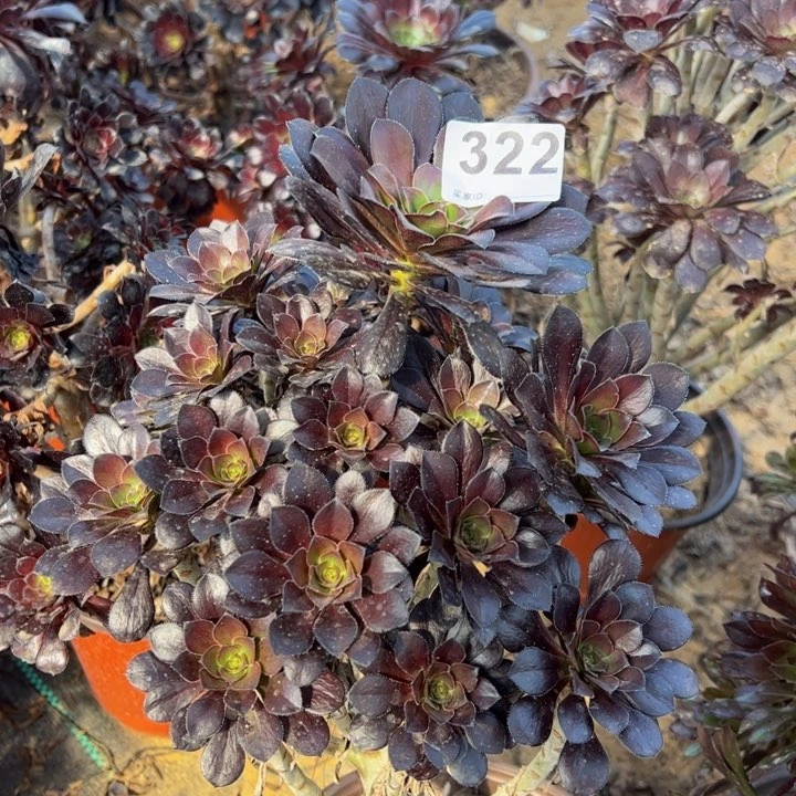 黑豆妖桩322多肉