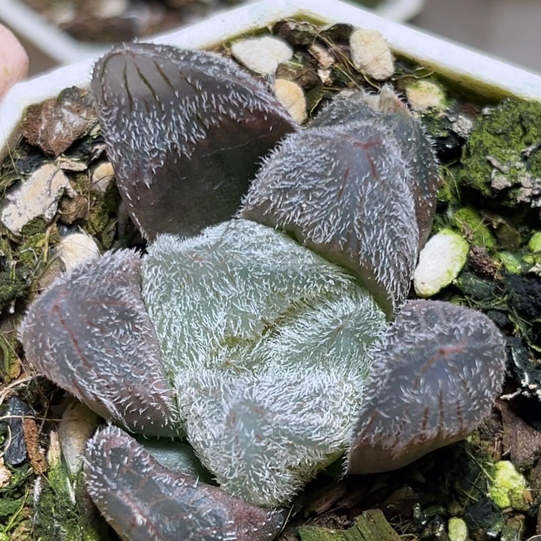 恭喜发财大吉大利0292